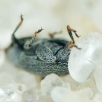 Pseudorchestes
