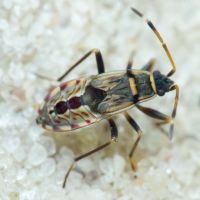 Beosus maritimus