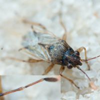 Nysius