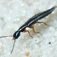 Gabrius trossulus