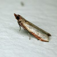 Plodia interpunctella