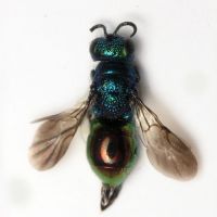 Pseudomalus auratus