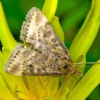 Pyrausta despicata