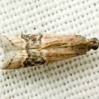 Euzopherodes charlottae