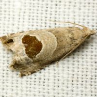 Notocelia uddmanniana