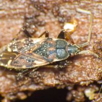 Eremocoris podagricus