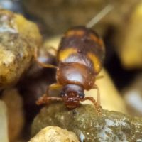 Alphitophagus bifasciatus