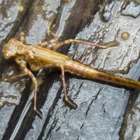 Platycnemis pennipes