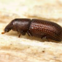 Stereocorynes truncorum