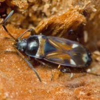 Raglius alboacuminatus