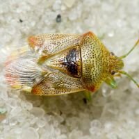 Elasmucha grisea