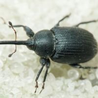 Rhinusa asellus