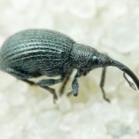 Ischnopterapion loti