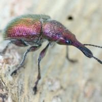 Rhynchites (Epirhynchites) auratus