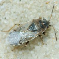 Platyplax salviae