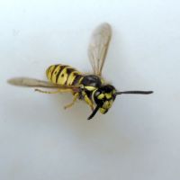 Vespula germanica