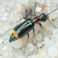 Axinotarsus (Axinotarsus) marginalis