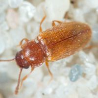 Cryptophilus integer