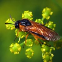 Argidae
