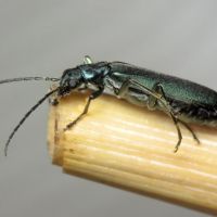 Ischnomera cyanea