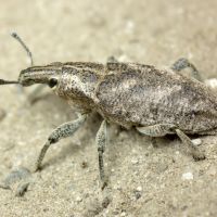 Cleonis pigra