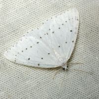 Orthostixis cribraria
