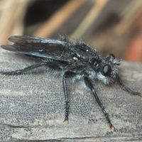 Andrenosoma atrum
