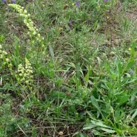 Reseda lutea