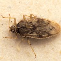 Monosteira unicostata