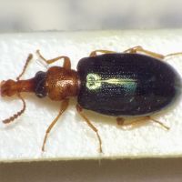 Salpingus ruficollis