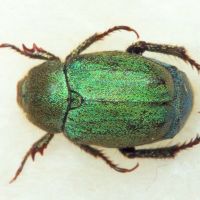 Hoplia