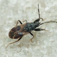 Taphropeltus contractus