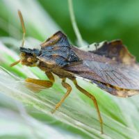 Phymata crassipes