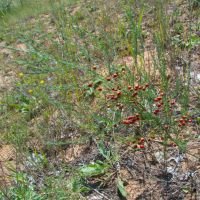 Asparagus officinalis