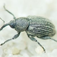 Miarus