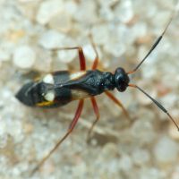 Globiceps flavomaculatus