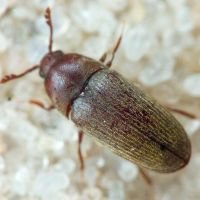 Throscidae