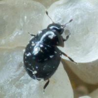 Sphaerius acaroides