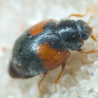 Scymnus interruptus