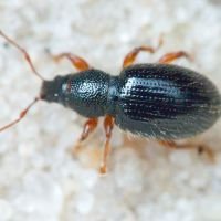 Exomias pellucidus