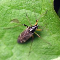 Harpocera thoracica