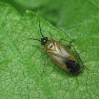 Plagiognathus arbustorum