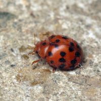 Subcoccinella vigintiquatuorpunctata
