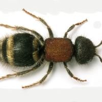 Tropidotilla litoralis
