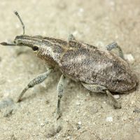Cleonis pigra