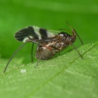 Aphididae