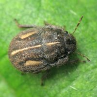 Odontoscelis (Odontoscelis) lineola