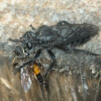 Andrenosoma atrum