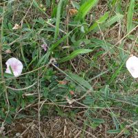 Convolvulus