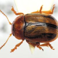 Gonioctena olivacea